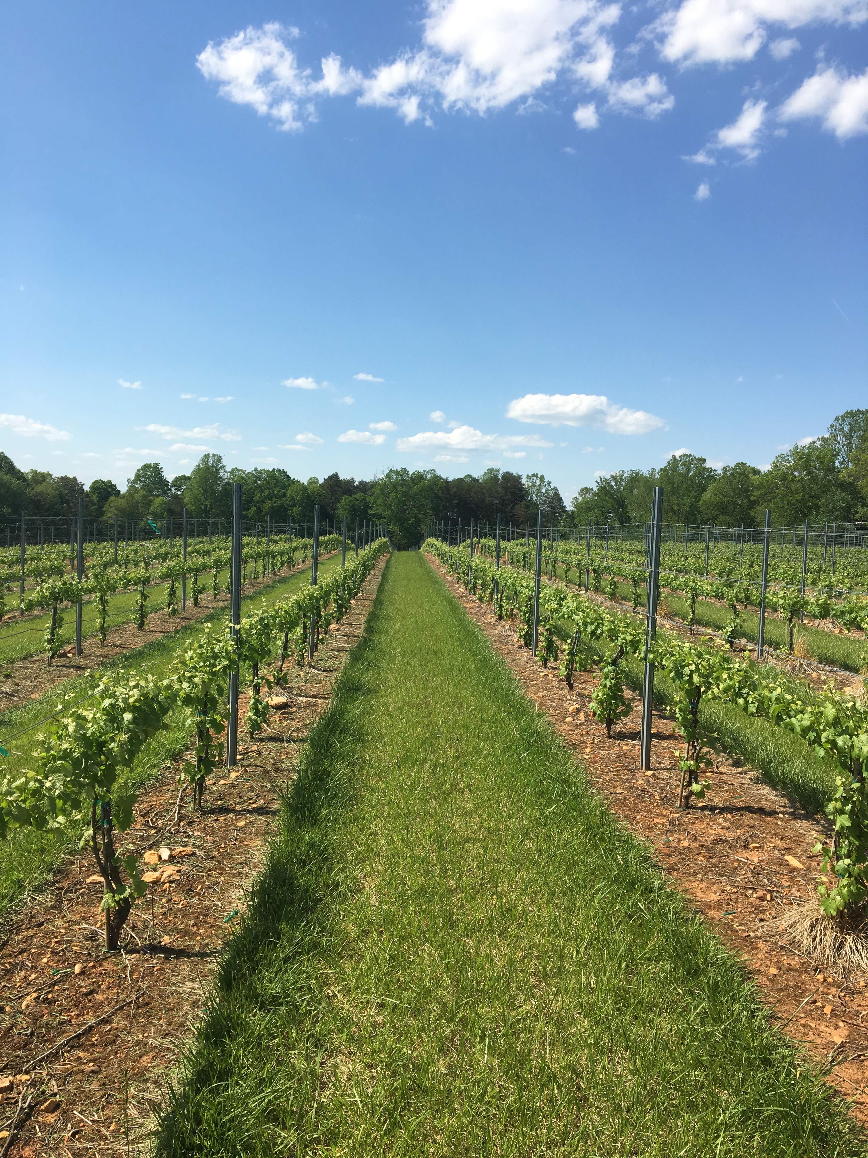 vineyard 2019 long rows